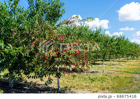 Many fruit trees with green leaves twig and many red ripe tasty juicy dessert cherry berries growing in orchard. Natural eco fruit garden background. Organic nutritious agribusiness concept Many fruit trees with green leaves twig and many red ripe tasty juicy dessert cherry berries growing in orchard. Natural eco fruit garden background. Organic nutritious agribusiness concept 68675416