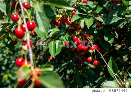 Tree branch with green leaves twig and many red ripe tasty juicy dessert cherry berries growing. Natural eco fruit garden background. Organic nutritious food background on bright sunny day 68675445