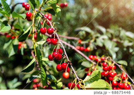 Tree branch with green leaves twig and many red ripe tasty juicy dessert cherry berries growing. Natural eco fruit garden background. Organic nutritious food background on bright sunny day Tree branch with green leaves twig and many red ripe tasty juicy dessert cherry berries growing. Natural eco fruit garden background. Organic nutritious food background on bright sunny day 68675446