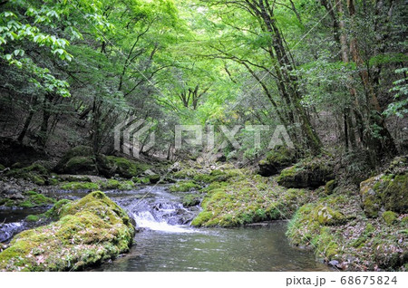 森の中の小川3 森の中の小川3 68675824