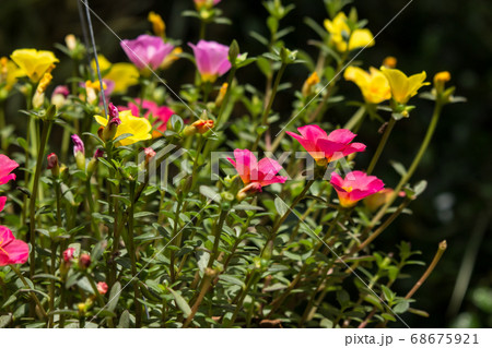 Common Purslane flower 68675921