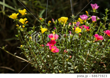 Common Purslane flower 68675923