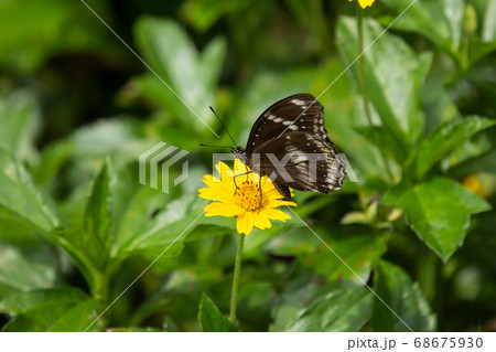 butterfly insect and Yellow Singapore daisy flower 68675930