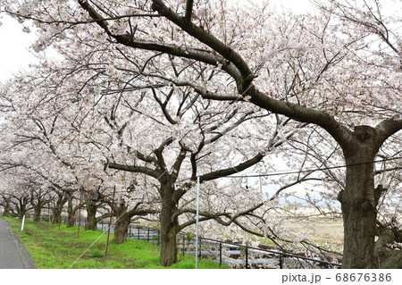 すご堀の桜(新潟県) すご堀の桜(新潟県) 68676386