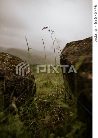 Green moss and miniature flowers concept. Natural background at a rainy day in the mountains Green moss and miniature flowers concept. Natural background at a rainy day in the mountains 68676746