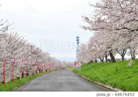 大河津分水の桜並木（新潟県） 68676852