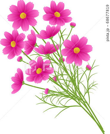 ピンクのグラデーションのコスモスの花束 カットイラスト 秋イメージのイラスト素材