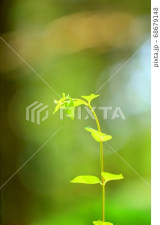 滋賀県の緑地公園の風景、緑、環境エコ【8月】 68679148