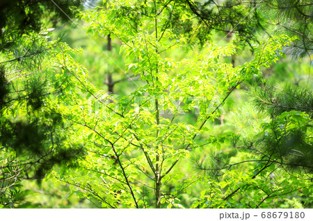滋賀県の緑地公園の風景、緑、環境エコ【8月】 滋賀県の緑地公園の風景、緑、環境エコ【8月】 68679180