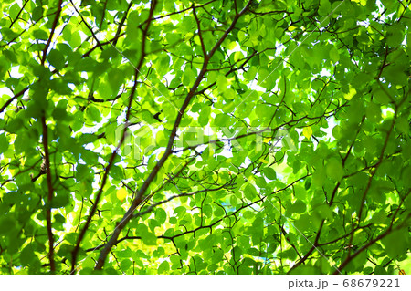 滋賀県の緑地公園の風景、緑、環境エコ【8月】 68679221