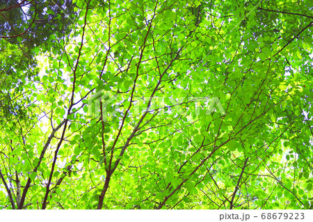 滋賀県の緑地公園の風景、緑、環境エコ【8月】 滋賀県の緑地公園の風景、緑、環境エコ【8月】 68679223