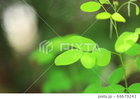滋賀県の緑地公園の風景、緑、環境エコ【8月】 68679241