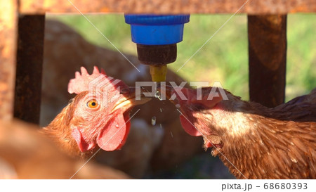red hen home on mini farm drink from a feeder Cup. 68680393