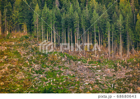 Deforestation of Alaska forest nature outdoor background. Deforestation of Alaska forest nature outdoor background. 68680643