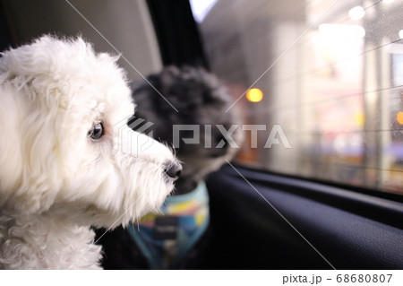飼い主が戻るのを心待ちにしているワンちゃん 飼い主が戻るのを心待ちにしているワンちゃん 68680807