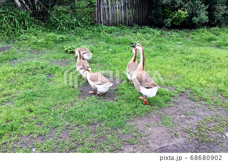 Family of white animals geese go to drink water 68680902