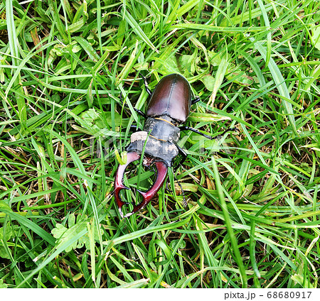 Male stag beetle with long and sharp jaws in wild 68680917