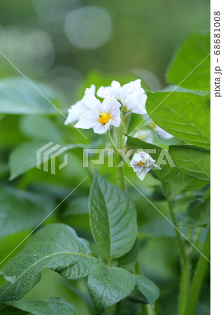 白い花を咲かせるジャガイモ 5月 の写真素材
