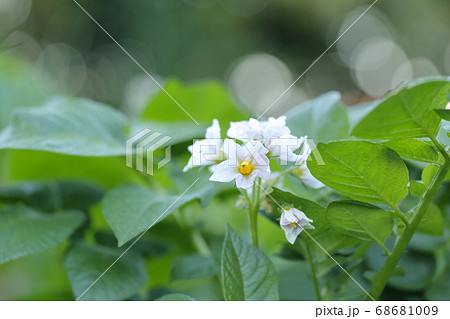 白い花を咲かせるジャガイモ畑 5月 の写真素材