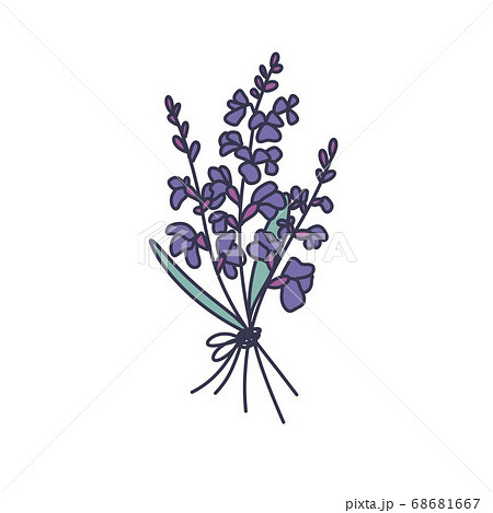 Sage Flower Doodle Icon Vector Color Illustrationのイラスト素材