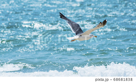 lightly flying seagull above the surface of the azure sea lightly flying seagull above the surface of the azure sea 68681838