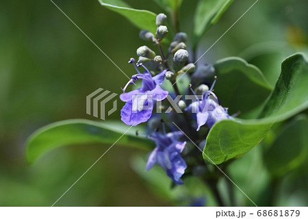 ハマゴウの花 ハマゴウの花 68681879
