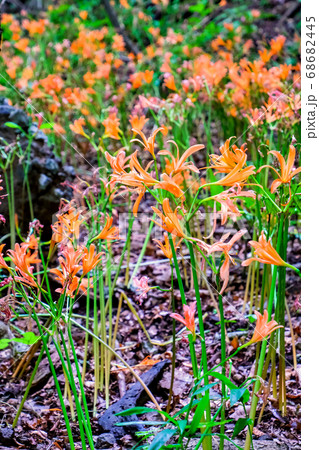 キツネノカミソリ群落（縦） 68682445