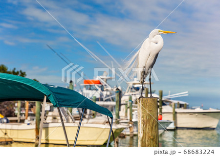 Great Egret bird at marina of the Keys in Islamorada, Key West, Florida, USA wildlife. Ardea alba 68683224