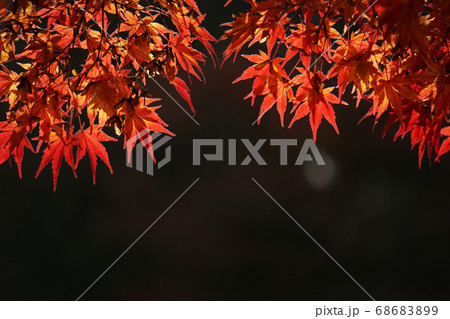 川沿いの紅葉のクローズアップ	 68683899