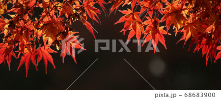 川沿いの紅葉のクローズアップ 川沿いの紅葉のクローズアップ 68683900