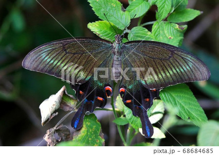ミヤマカラスアゲハ 68684685