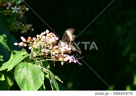 クサギの花の蜜を吸うアゲハ蝶　 68684879