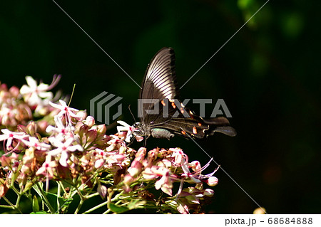 クサギの花の蜜を吸うアゲハ蝶 の写真素材