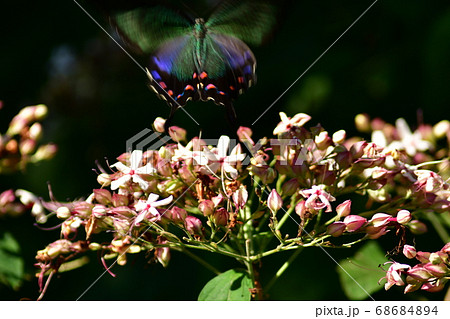 クサギの花の蜜を吸うアゲハ蝶　 68684894