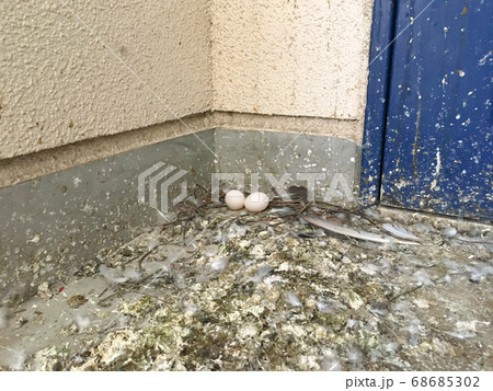 空き家になっている市営団地の玄関前の鳩の卵　鳩の糞で汚れている団地の玄関前 68685302
