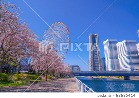 満開の桜と横浜みなとみらいの街並み 68685414