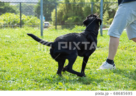犬　遊ぶ　飼い主 68685695