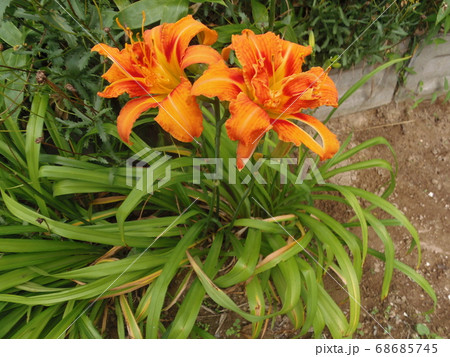 ヘメロカリスの花1 68685745