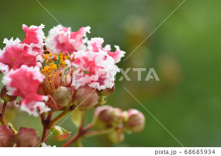 紅白のフリルの様な花弁が可愛らしいサルスベリの花 紅白のフリルの様な花弁が可愛らしいサルスベリの花 68685934
