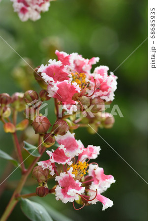 紅白のフリルの様な花弁が可愛らしいサルスベリの花 紅白のフリルの様な花弁が可愛らしいサルスベリの花 68685935