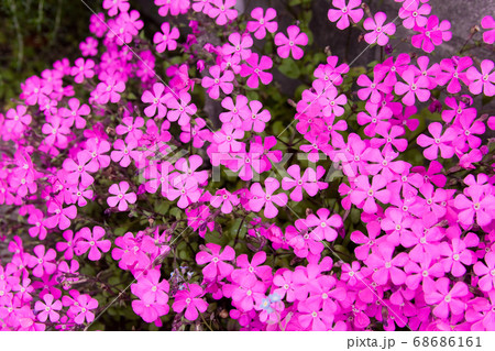 ツルコザクラ	 68686161