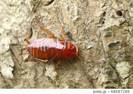 生き物 昆虫 クロゴキブリ 老齢幼虫です 不衛生 不快な害虫の代表格ですが屋外でのびのび活動中の写真素材