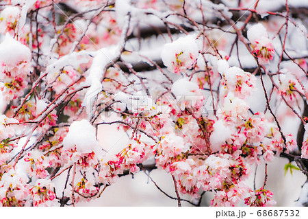 雪桜 桜隠しの写真素材 [68687532] - PIXTA