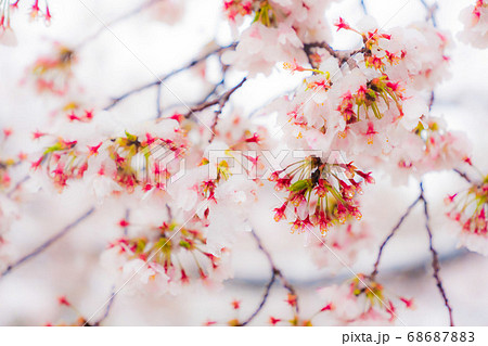 桜隠し 雪桜 桜の写真素材 [68687883] - Pixta
