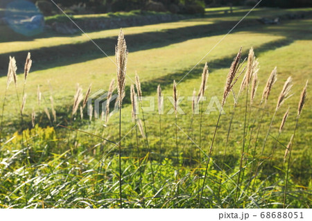 飛鳥歴史公園のススキ 飛鳥歴史公園のススキ 68688051