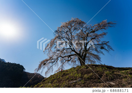 上発知のしだれ桜 満開 上発知のしだれ桜 満開 68688171