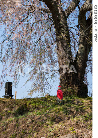 上発知のしだれ桜 満開 上発知のしだれ桜 満開 68688185