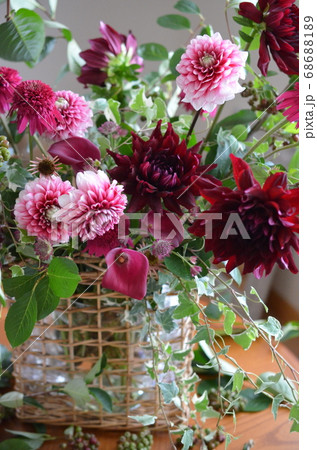ボルドー色ダリアのアレンジメント ボルドー色ダリアのアレンジメント 68688189