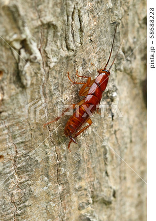 生き物 昆虫 クロゴキブリ 老齢幼虫はきれいな赤茶色 現住所は公園 たまに屋内に侵入 の写真素材 6868