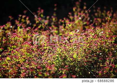 飛鳥歴史公園の赤いそばの花 68688286
